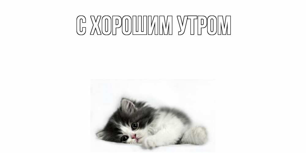 Открытка на каждый день с именем, Трофим Скучашки кот, скука Прикольная открытка с пожеланием онлайн скачать бесплатно 