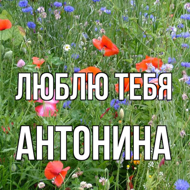 Открытка с именем, Антонина, Люблю тебя
