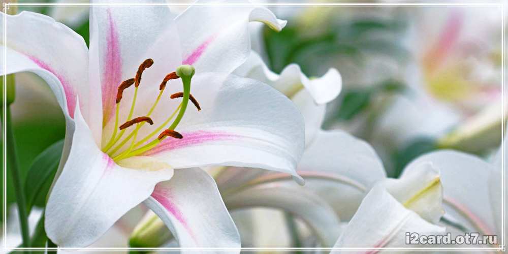 Открытка на каждый день с именем, Гортензия C юбилеем открытка с белой лилией Прикольная открытка с пожеланием онлайн скачать бесплатно 