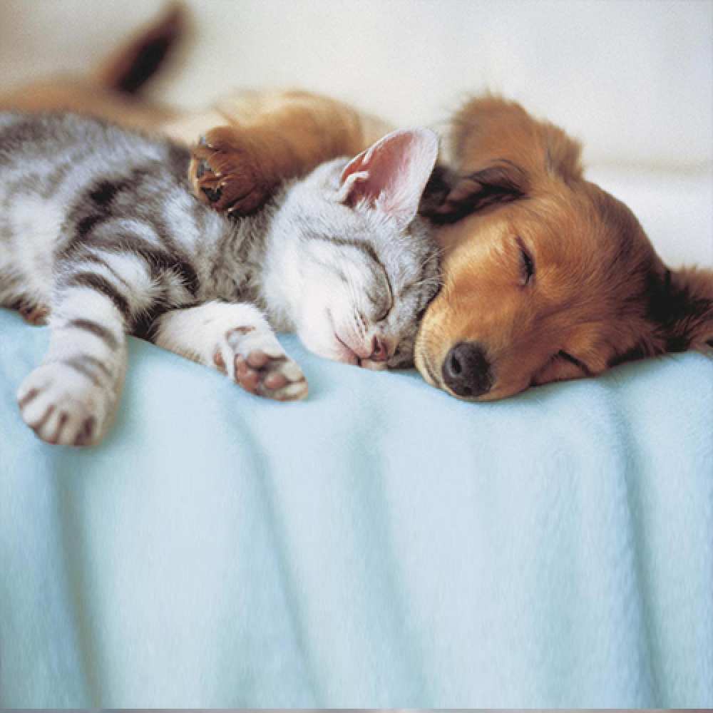 Открытка на каждый день с именем, Наташа Доброй ночи с животными Прикольная открытка с пожеланием онлайн скачать бесплатно 