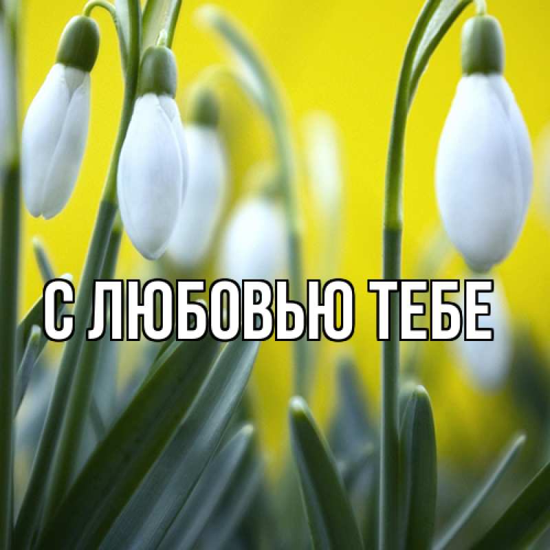 Картинка Люблю тебя, Ева