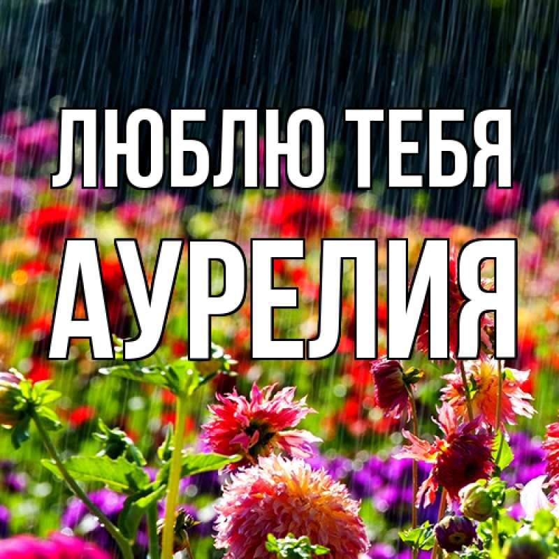 Картинка Люблю тебя, Аурелия