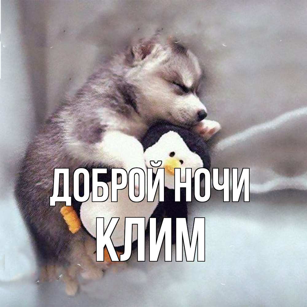 Открытка на каждый день с именем, Клим Доброй ночи обнимашки щенка и пингвина Прикольная открытка с пожеланием онлайн скачать бесплатно 