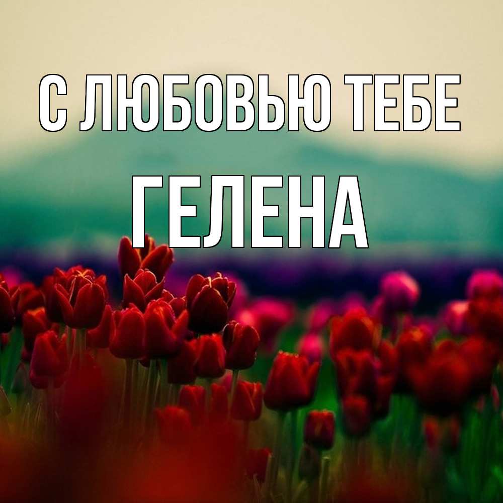 Открытка на каждый день с именем, Гелена С любовью тебе тюльпаны 4 Прикольная открытка с пожеланием онлайн скачать бесплатно 