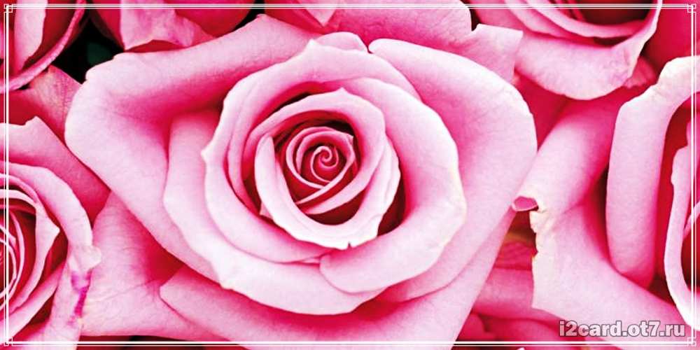 Открытка на каждый день с именем, Лана C юбилеем открытка с розовой розой на день рождения Прикольная открытка с пожеланием онлайн скачать бесплатно 