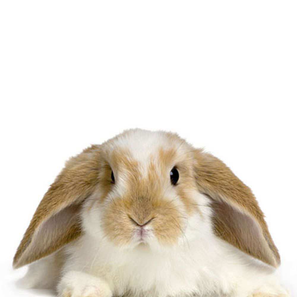 Открытка на каждый день с именем, Ярина Большое спасибо коричнево белый заяц Прикольная открытка с пожеланием онлайн скачать бесплатно 
