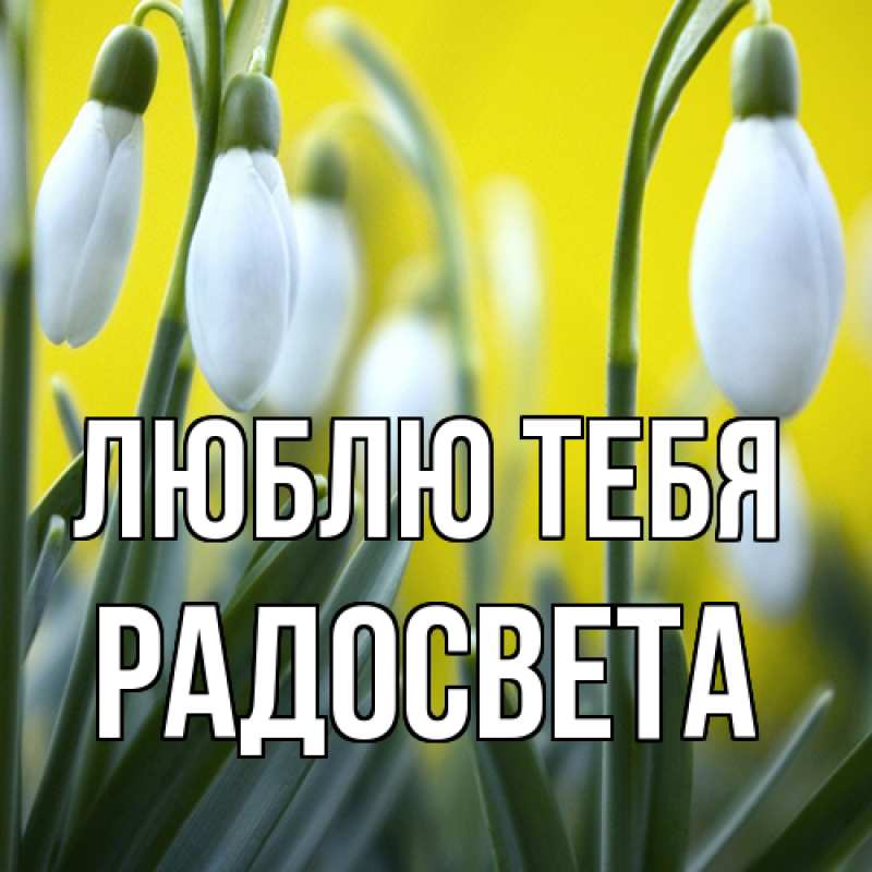 Картинка Люблю тебя, Радосвета