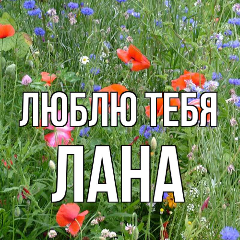 Картинка Люблю тебя, Лана