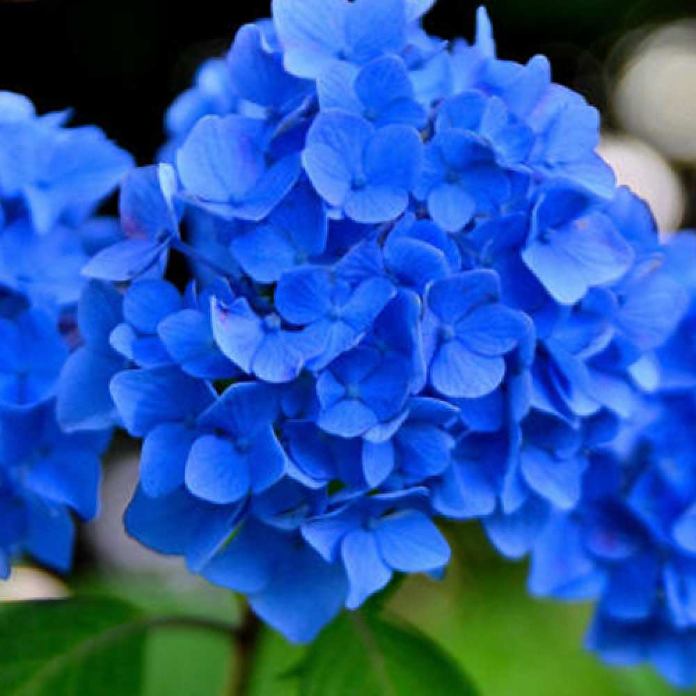 Открытка на каждый день с именем, Котя Люблю тебя синие цветы Прикольная открытка с пожеланием онлайн скачать бесплатно 