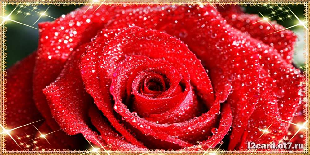 Открытка на каждый день с именем, Натан C юбилеем роса и роза. открытка с красивой розой Прикольная открытка с пожеланием онлайн скачать бесплатно 