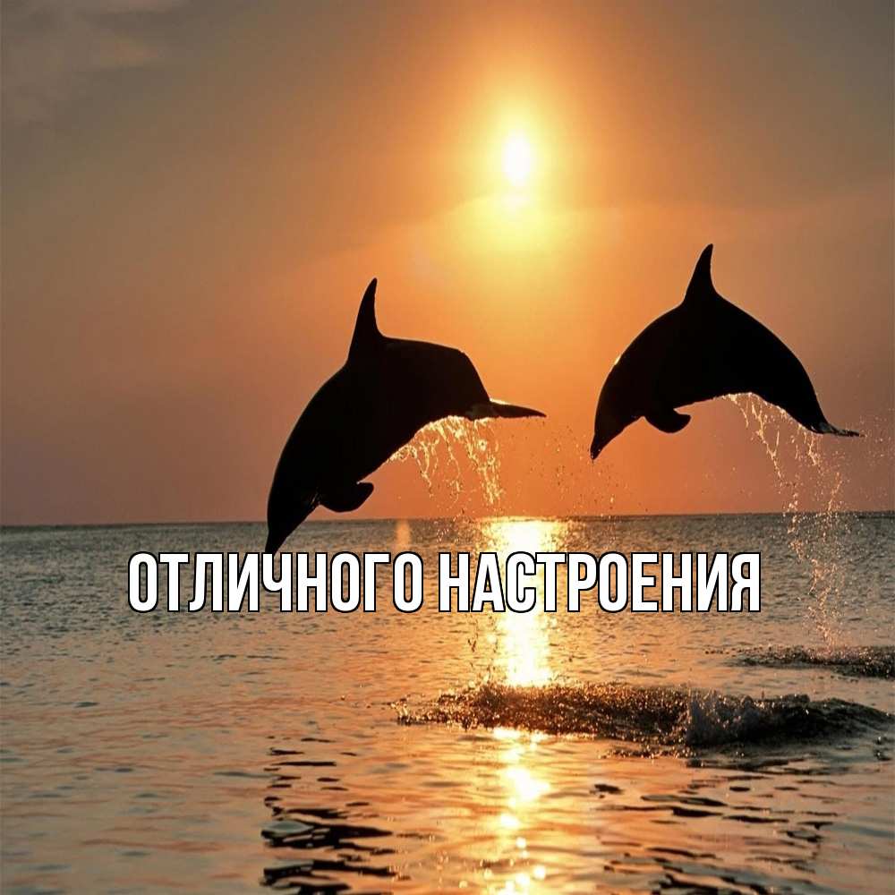 Открытка на каждый день с именем, Констанция Обнимашки рыбы на закате Прикольная открытка с пожеланием онлайн скачать бесплатно 