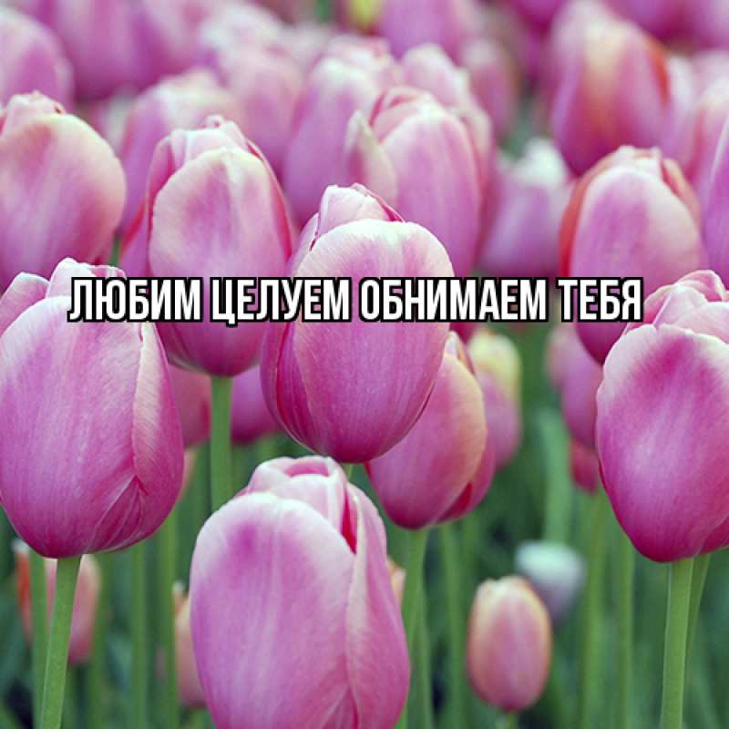 Картинка Люблю тебя, Ненаглядный мой