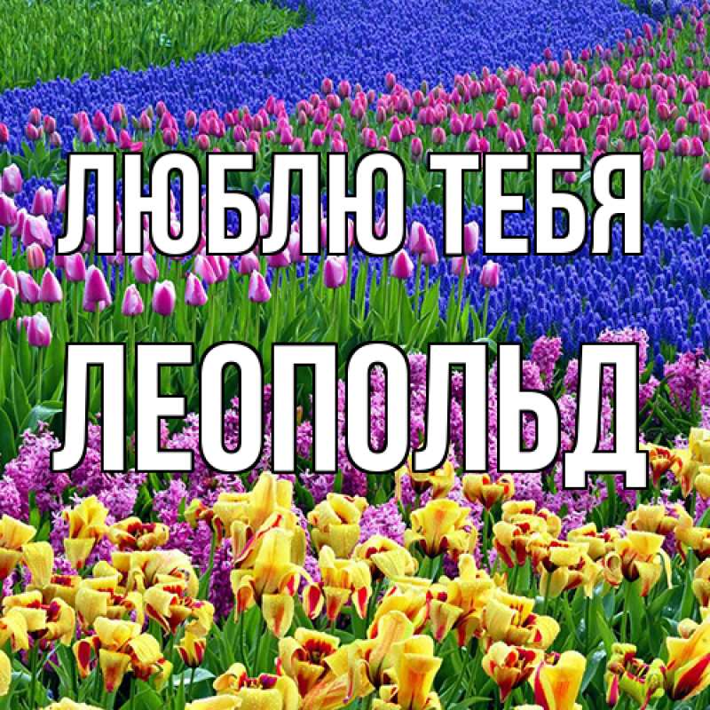 Картинка Люблю тебя, Леопольд