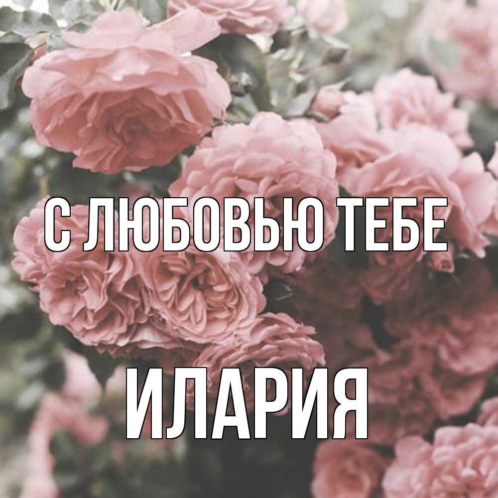 Открытка на каждый день с именем, Илария С любовью тебе розы 3 Прикольная открытка с пожеланием онлайн скачать бесплатно 