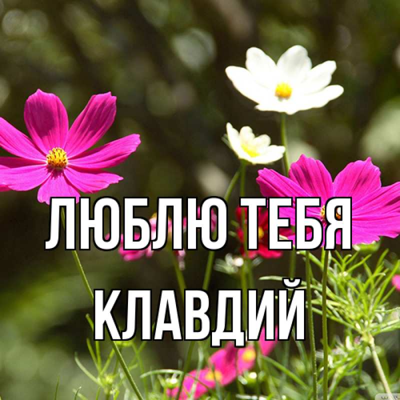 Картинка Люблю тебя, Клавдий