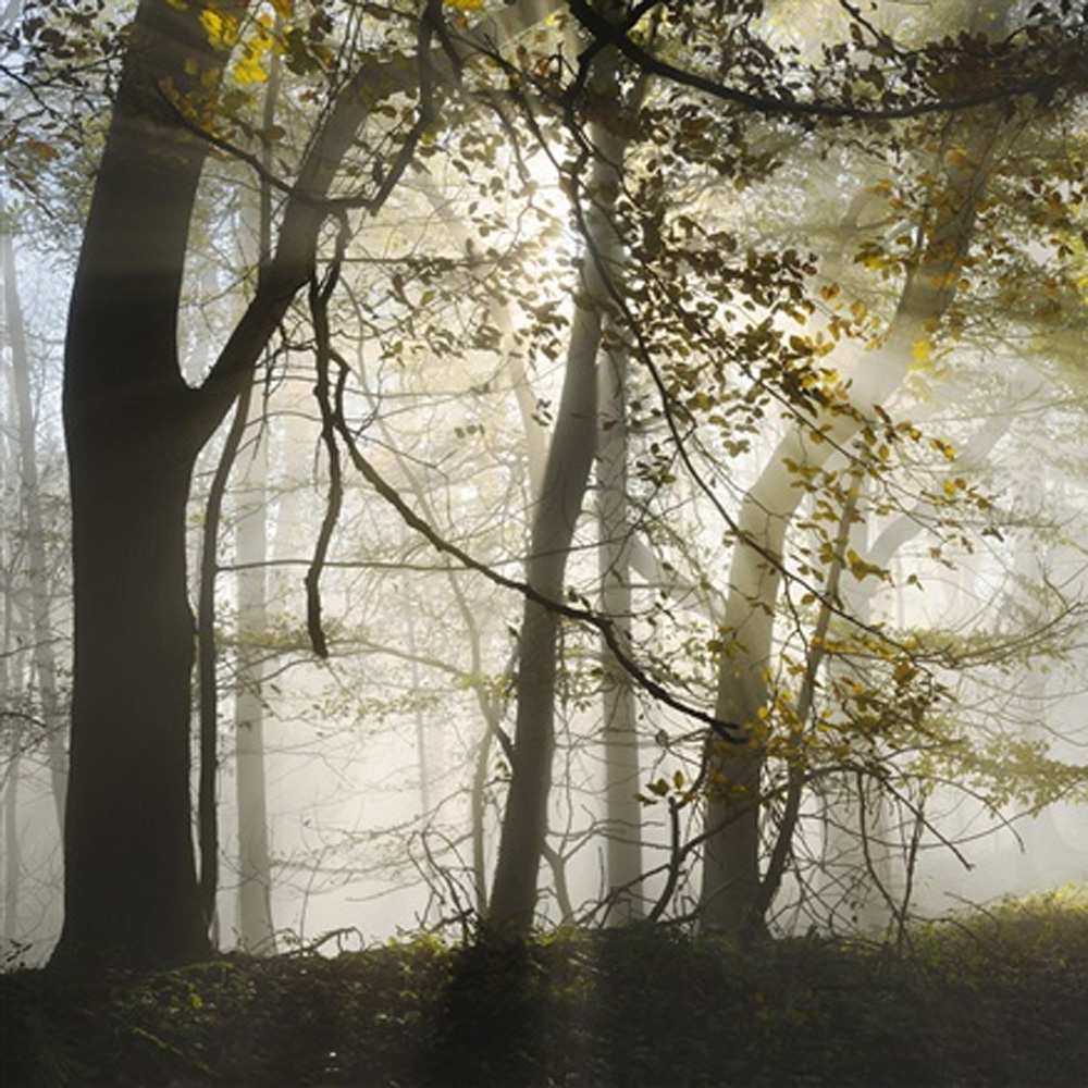 Открытка на каждый день с именем, Жора Не грусти все будет хорошо лес и свет Прикольная открытка с пожеланием онлайн скачать бесплатно 
