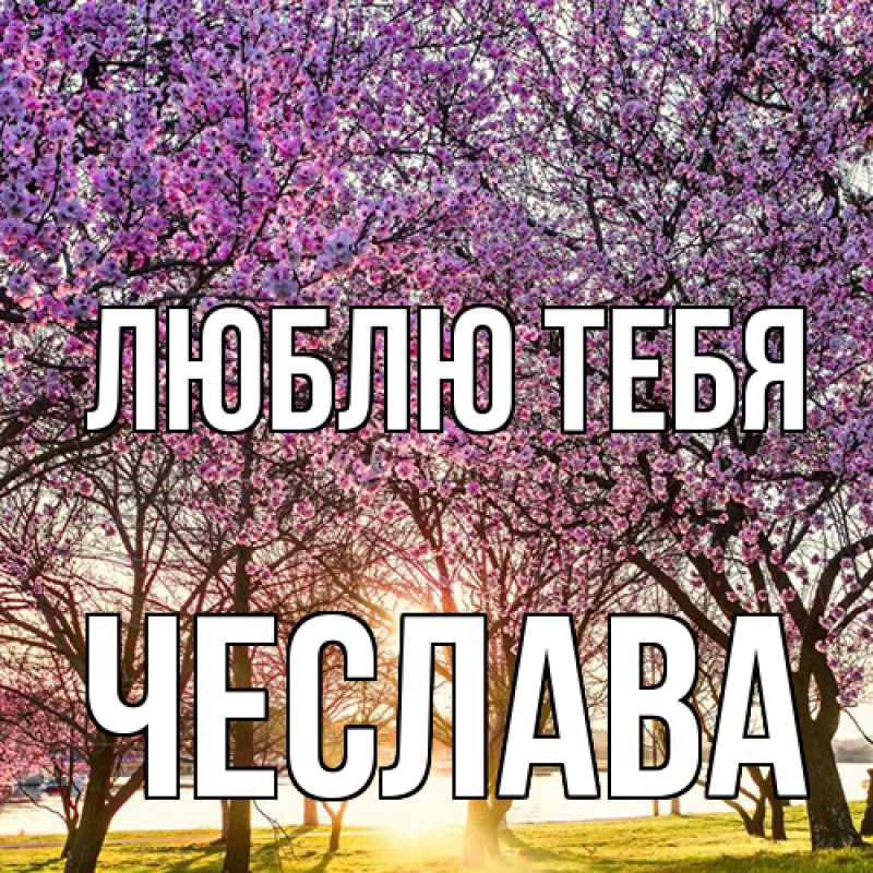 Картинка Люблю тебя, Чеслава