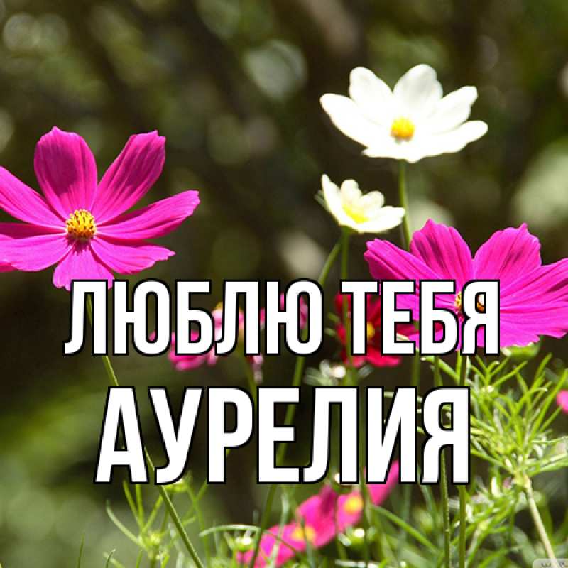 Картинка Люблю тебя, Аурелия