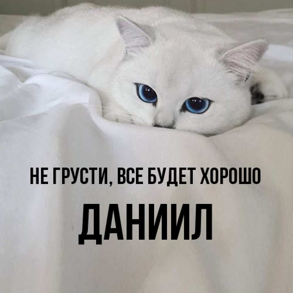 Открытка на каждый день с именем, Даниил Не грусти все будет хорошо Голубоглазая кошка Прикольная открытка с пожеланием онлайн скачать бесплатно 