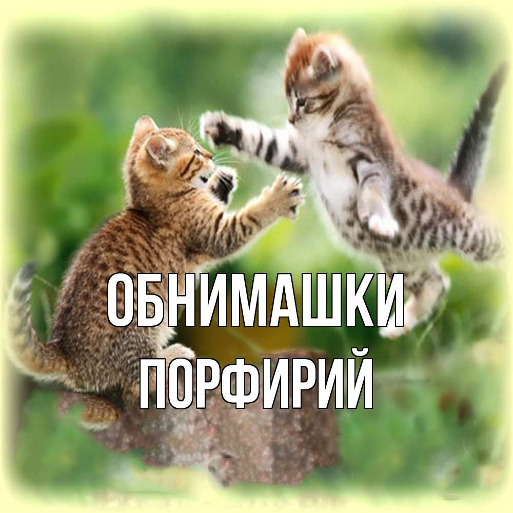 Открытка на каждый день с именем, Порфирий Обнимашки игры котят Прикольная открытка с пожеланием онлайн скачать бесплатно 