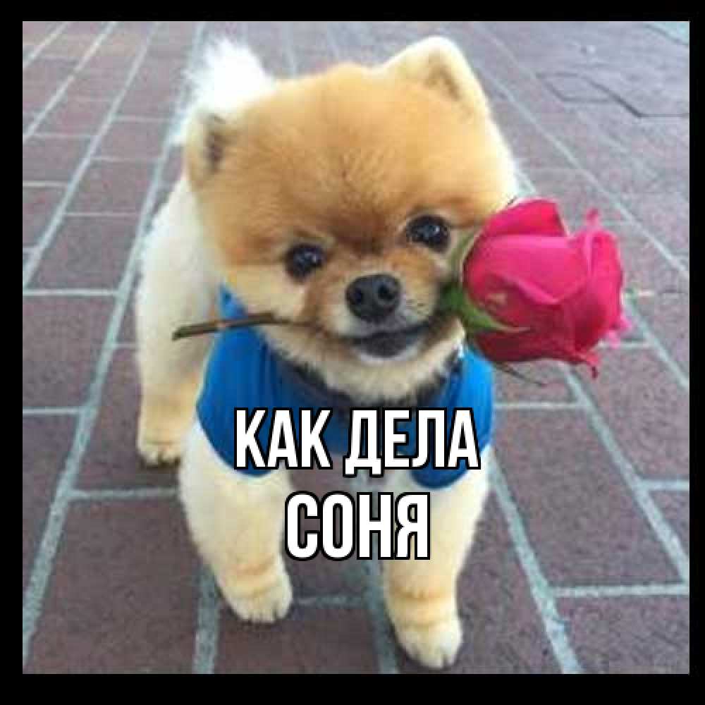 Открытка на каждый день с именем, Соня Как дела роза в зубах у собаки Прикольная открытка с пожеланием онлайн скачать бесплатно 