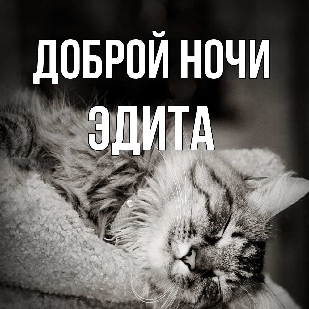 Открытка на каждый день с именем, Эдита Доброй ночи котярик пушистый Прикольная открытка с пожеланием онлайн скачать бесплатно 