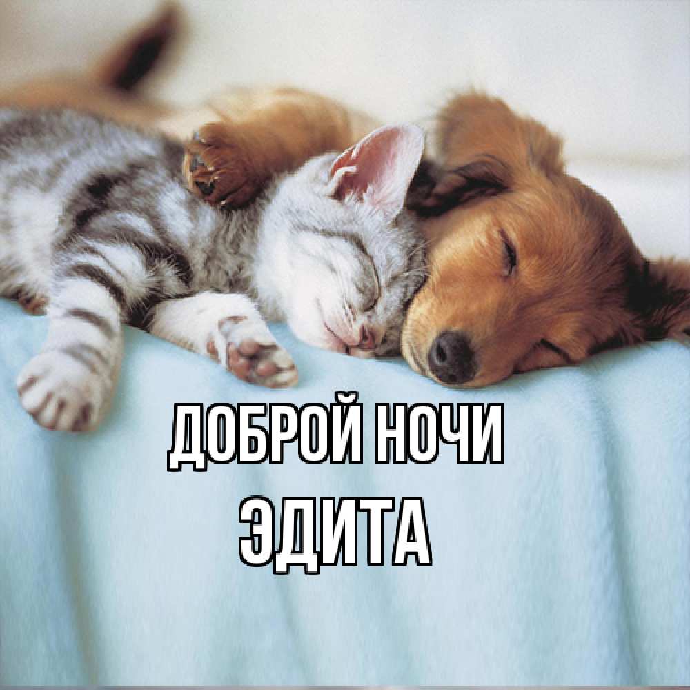 Открытка на каждый день с именем, Эдита Доброй ночи с животными Прикольная открытка с пожеланием онлайн скачать бесплатно 