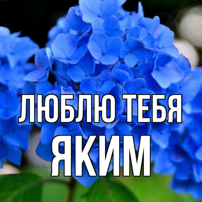 Картинка Люблю тебя, Яким