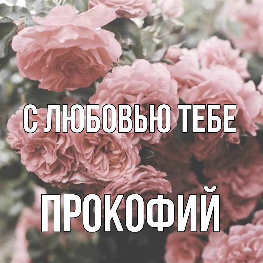 Открытка на каждый день с именем, Прокофий С любовью тебе розы 3 Прикольная открытка с пожеланием онлайн скачать бесплатно 