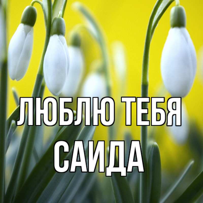 Картинка Люблю тебя, Саида
