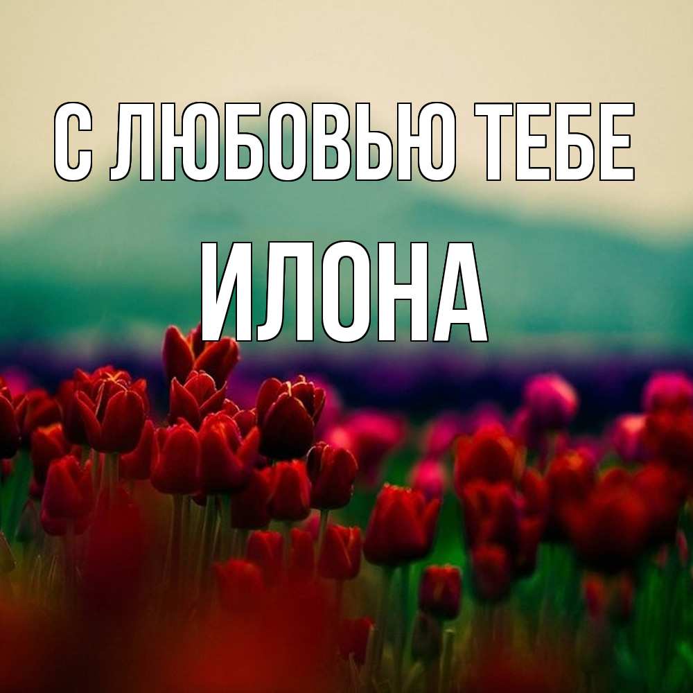 Открытка на каждый день с именем, Илона С любовью тебе тюльпаны 4 Прикольная открытка с пожеланием онлайн скачать бесплатно 