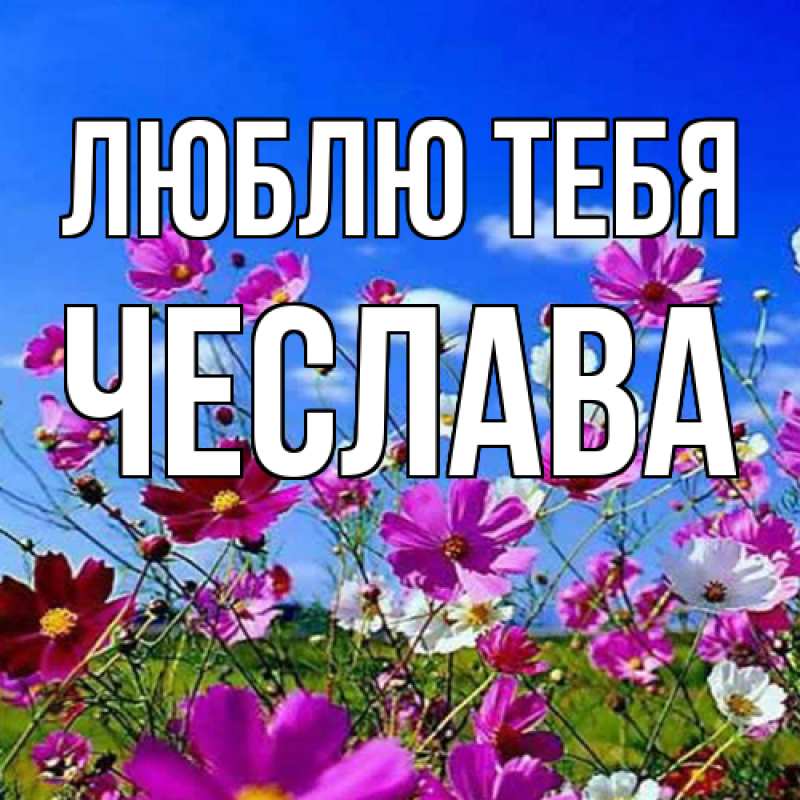 Картинка Люблю тебя, Чеслава
