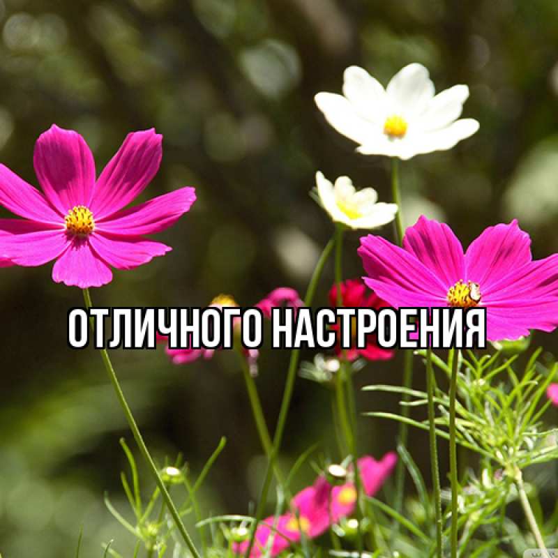 Картинка Люблю тебя, Михайлина