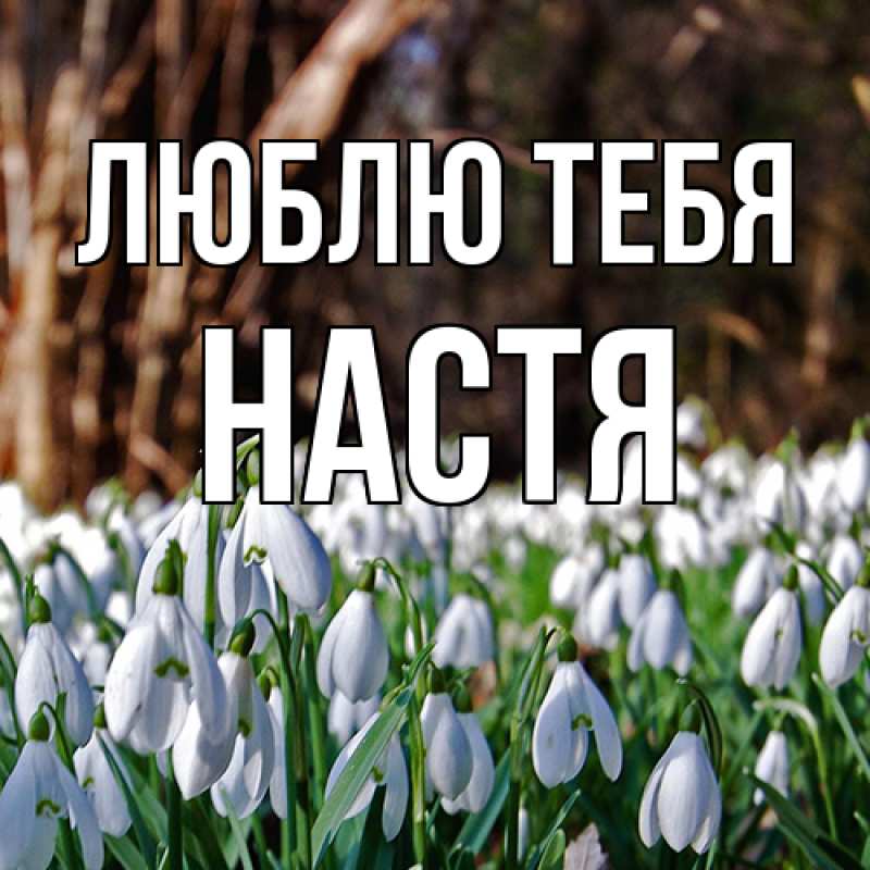 Картинка Люблю тебя, Настя