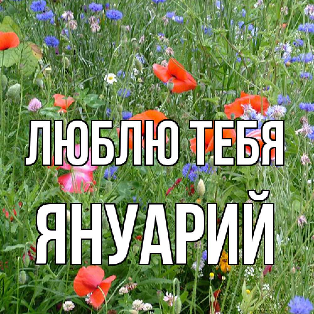 Открытка на каждый день с именем, Януарий Люблю тебя международный женский день 4 Прикольная открытка с пожеланием онлайн скачать бесплатно 