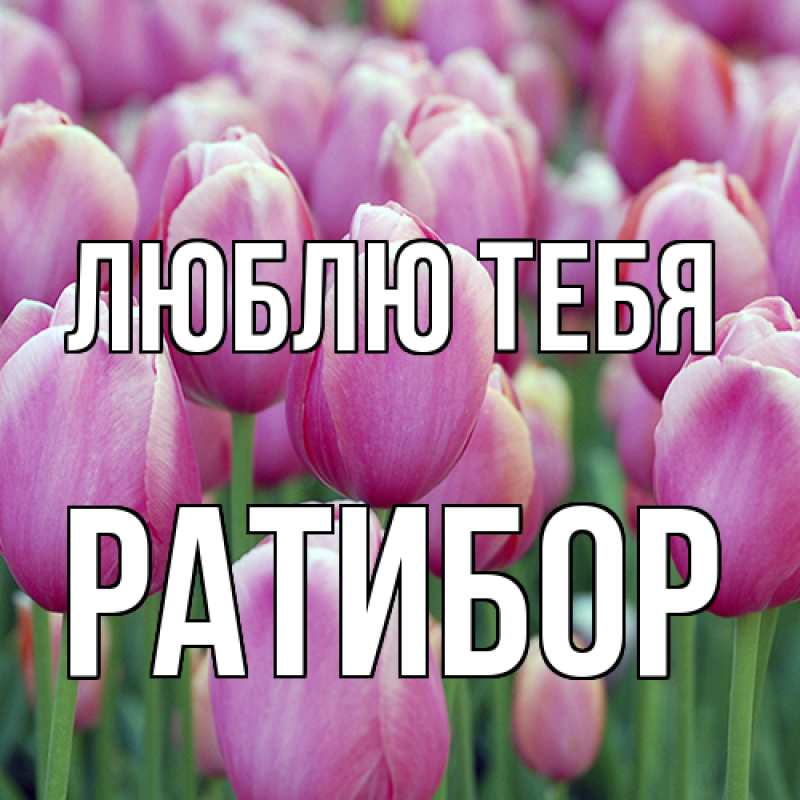 Картинка Люблю тебя, Ратибор