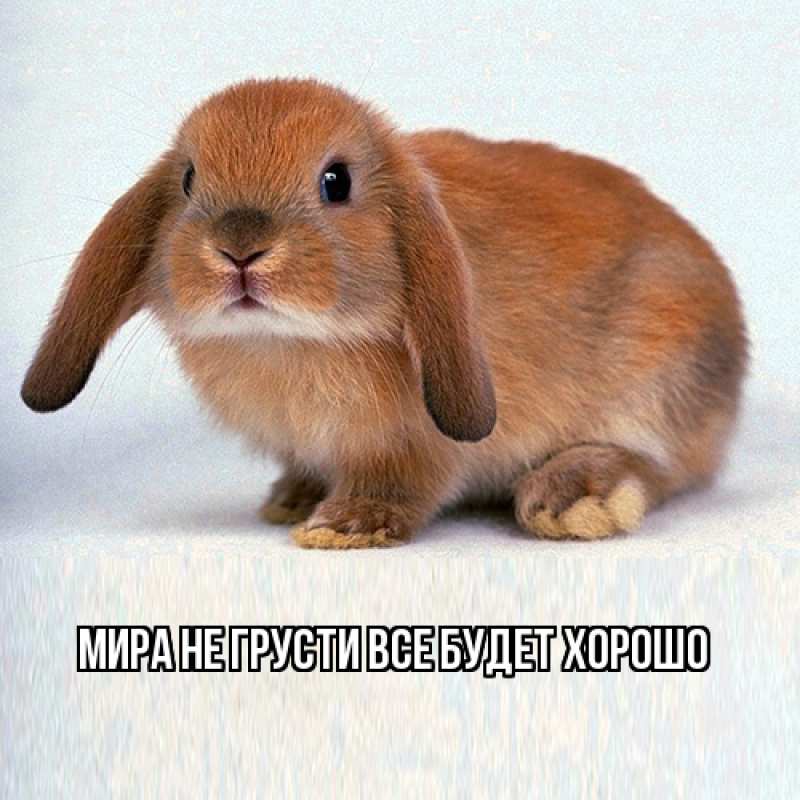 Картинка Не грусти, все будет хорошо, Мира