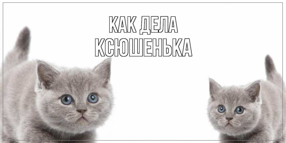 Открытка на каждый день с именем, Ксюшенька Как дела коты Прикольная открытка с пожеланием онлайн скачать бесплатно 