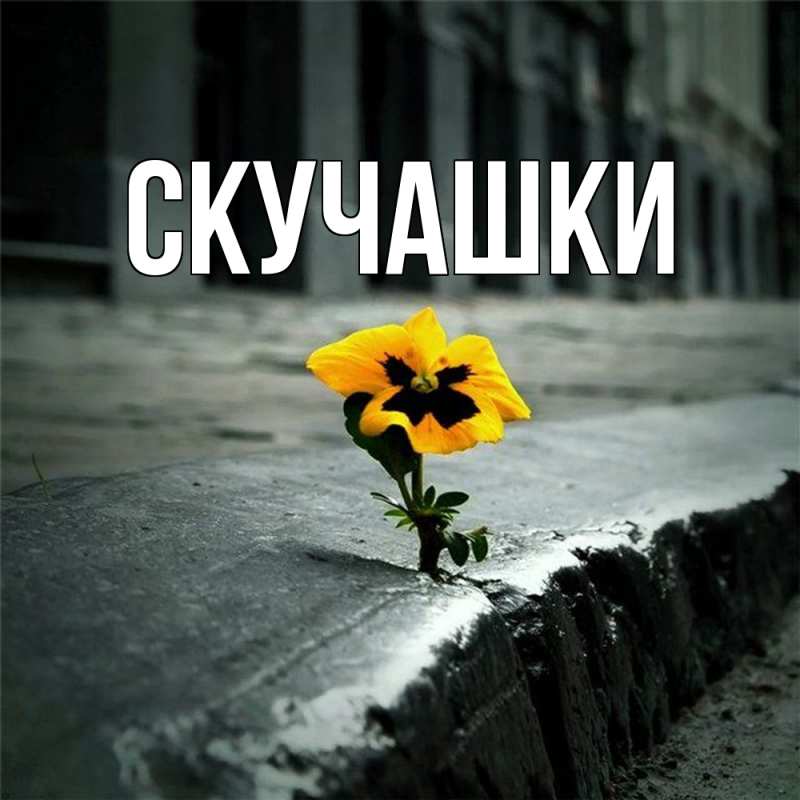 Картинка Скучашки, 