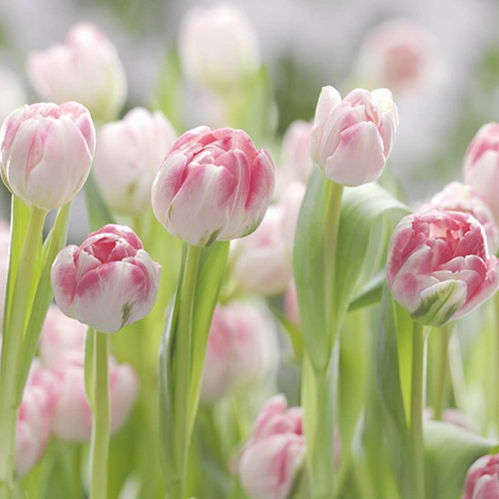 Открытка на каждый день с именем, Витольд Люблю тебя цветы Прикольная открытка с пожеланием онлайн скачать бесплатно 