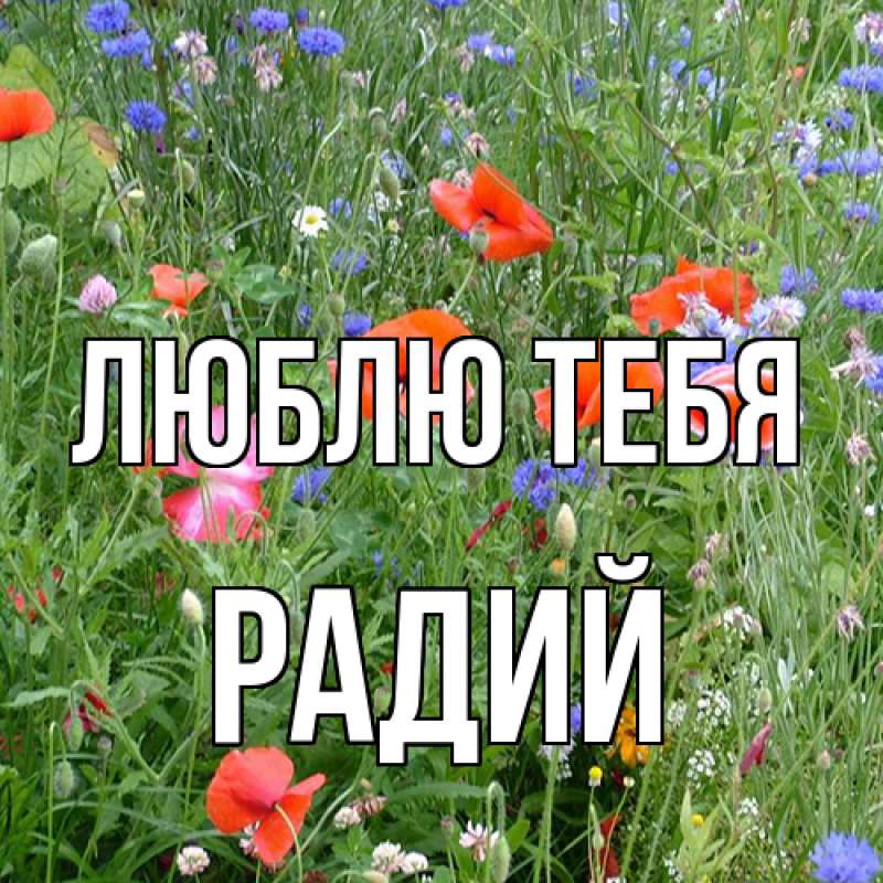 Картинка Люблю тебя, Радий