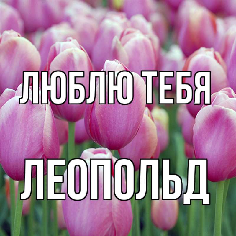 Картинка Люблю тебя, Леопольд
