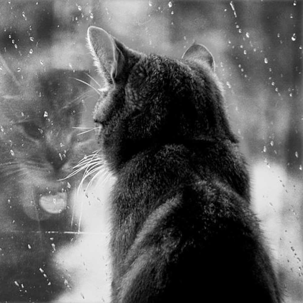 Открытка на каждый день с именем, Соня Не грусти все будет хорошо отражение кота 1 Прикольная открытка с пожеланием онлайн скачать бесплатно 