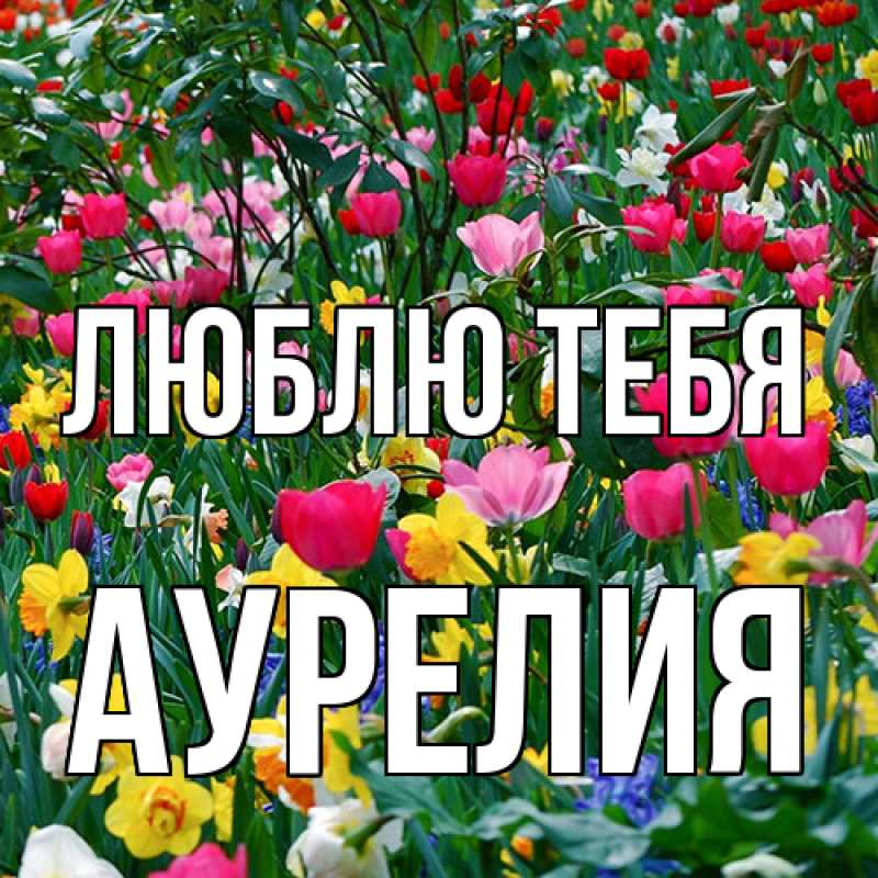 Картинка Люблю тебя, Аурелия