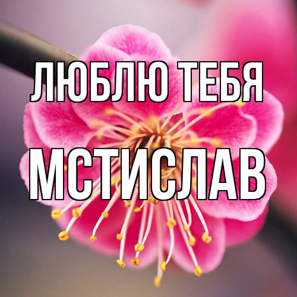Открытка на каждый день с именем, Мстислав Люблю тебя цветы Прикольная открытка с пожеланием онлайн скачать бесплатно 