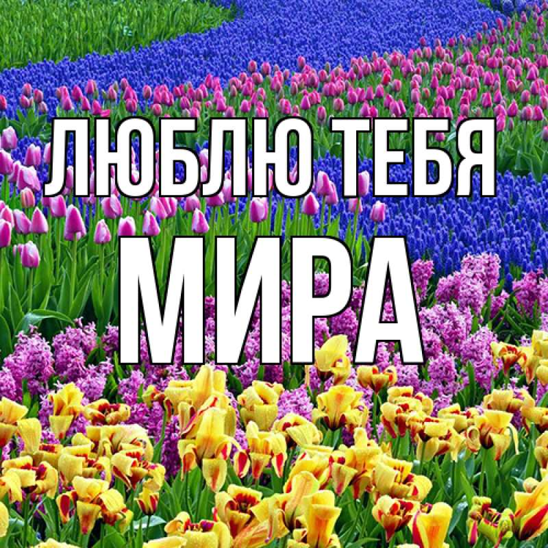 Картинка Люблю тебя, Мира