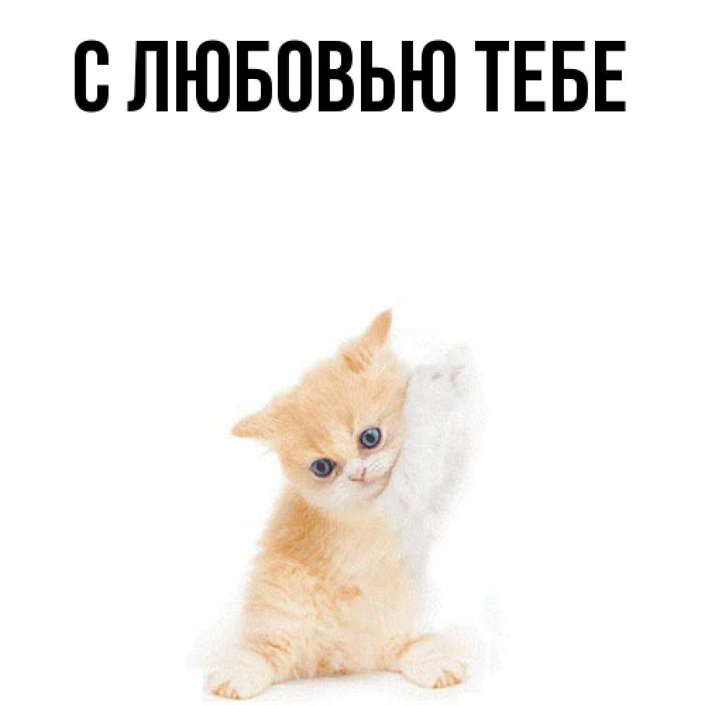 Открытка на каждый день с именем, Моя Я жду тебя зверушки и милота Прикольная открытка с пожеланием онлайн скачать бесплатно 