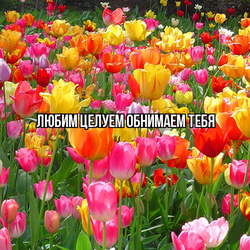 Картинка Люблю тебя, Ненаглядный мой