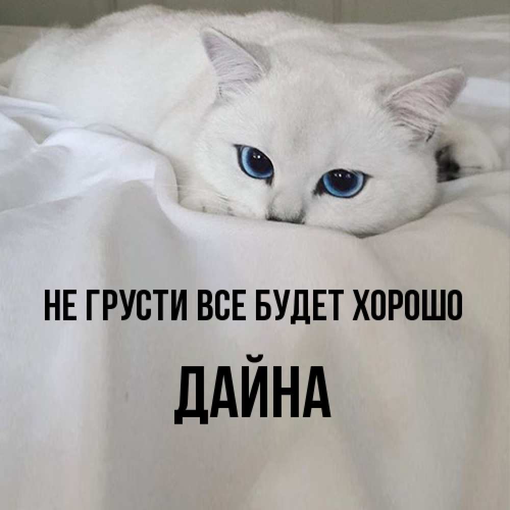 Открытка на каждый день с именем, Дайна Не грусти все будет хорошо Голубоглазая кошка Прикольная открытка с пожеланием онлайн скачать бесплатно 
