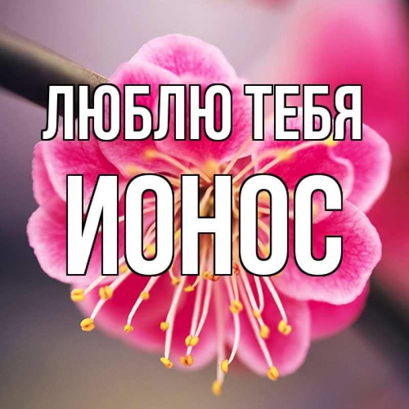 Картинка Люблю тебя, Ионос
